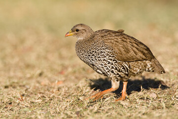 Natal-frankolijn, Natal Francolin, Francolinus natalensis