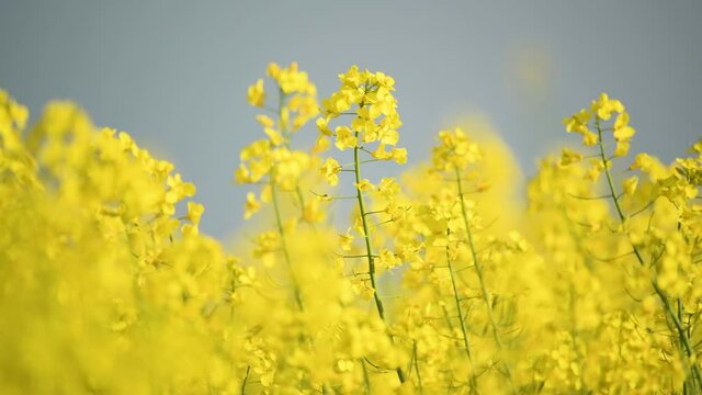 field of yellow rape  flowers