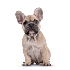Adorable fawn French Bulldog puppy, sitting up facing front. Looking curious towards camera with...