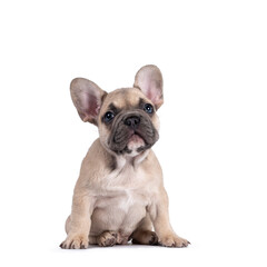 Adorable fawn French Bulldog puppy, sitting up on its ass facing front. Looking curious above...