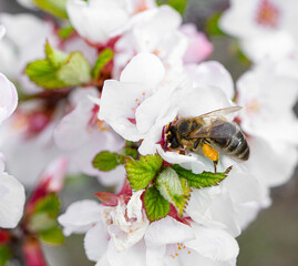 A bee on a cherry blossom in the park on a sunny spring day. Selective soft focus