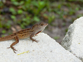 Closeup of Gecko in DeLand Florida