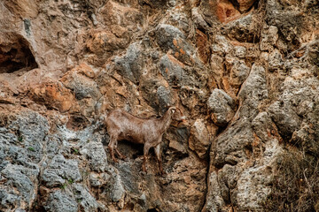 Wild mountain cyprus goat on the wall 