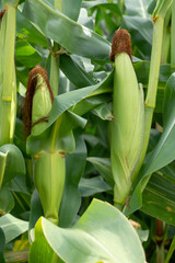 Obraz premium Corn Field 