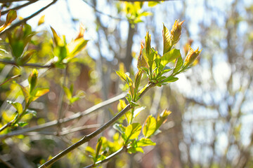 Young spring shoots with new leaves against a blue sky on a sunny day. Background from young fresh leaves. Development of tree shoots in spring. A specially defocused photoSelective focus