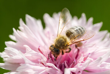 Bee collects pollen from a cornflower. White bee cornflower, close up on natural background. macro photography