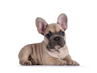 Adorable fawn French Bulldog puppy, laying down side ways. Looking away from camera with blue eyes. Isolated on a white background.

