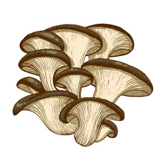 Oyster mushrooms illustration hand drawn, family of edible mushrooms, graphic drawing with lines, flat illustration, Healthy organic food, vegetarian food, fresh mushrooms isolated on white background