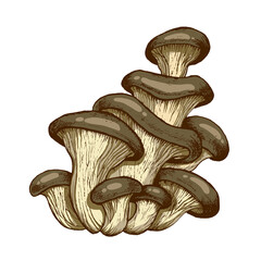 Oyster mushrooms illustration hand drawn, family of edible mushrooms, graphic drawing with lines, flat illustration, Healthy organic food, vegetarian food, fresh mushrooms isolated on white background