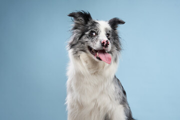 funny emotional dog, border collie squints and open mouth on a blue background. 