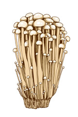 Enoki mushrooms illustration hand drawn, family of edible mushrooms, Asian traditional cuisine, healthy organic food, vegetarian food, fresh mushrooms isolated on white background