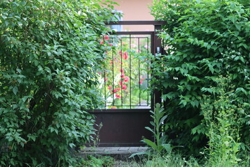 window with ivy
