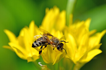 bee on yellow flower of magical herb moly