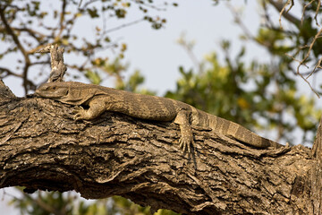 Nijlvaraan, Nile Monitor, Varanus niloticus
