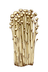 Enoki mushrooms illustration hand drawn, family of edible mushrooms, Asian traditional cuisine, healthy organic food, vegetarian food, fresh mushrooms isolated on white background