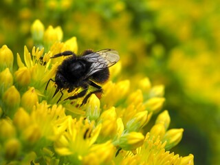 Hummel an gelbblühenden Mauerpfeffer