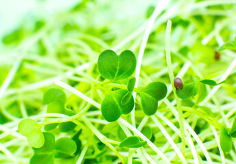 Germinating Microgreen close up, broccoli sprouts. Natural eco food with vitamins. Home gardening. Healthcare, vegetarian lifestyle. Growing greenery indoors.