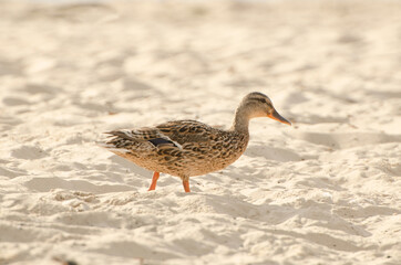 Brown wild duck walking on the sand riverside during sunny summer day, half-face duck position