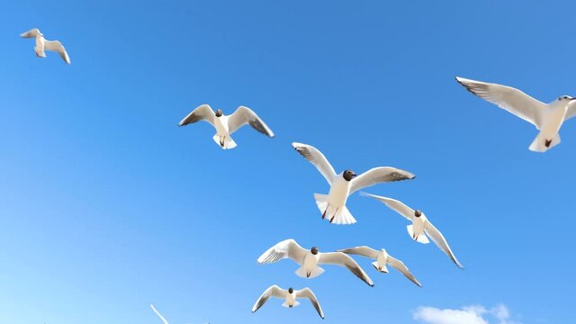 A white seagull hover soaring in the summer blue sky, bird flying in sky over coast of Baltic Sea. Slow Motion