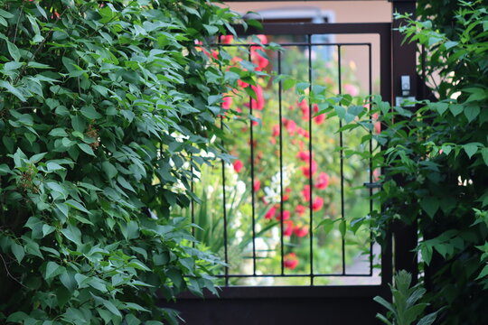 window in a garden