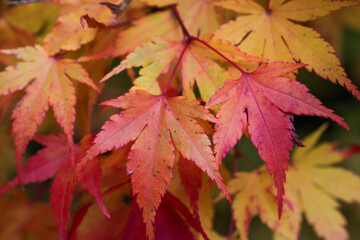 Naklejka na ściany i meble 日本楓の紅葉した葉
