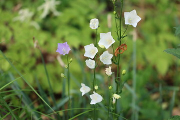 red and white flowers