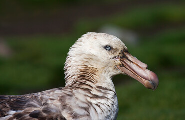 Noordelijke Reuzenstormvogel, Hall's Giant Petrel, Macronectes halli