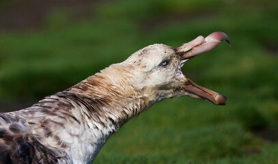 Noordelijke Reuzenstormvogel, Hall's Giant Petrel, Macronectes halli © AGAMI