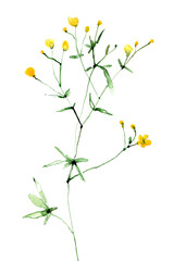 Buttercup flower illustration, drawing, engraving, watercolor, botanical art, sketch. For invitations, greeting cards, web, prints, books. 