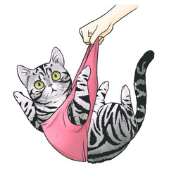 American Short Hair Cat funny illustration