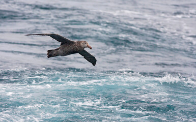 Noordelijke Reuzenstormvogel, Hall's Giant Petrel, Macronectes halli