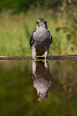 Havik, Northern Goshawk, Accipiter gentilis