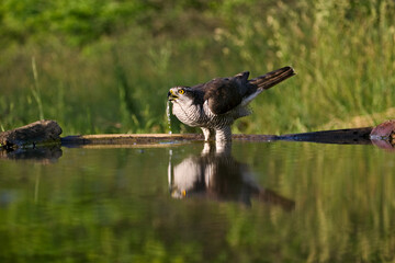 Havik, Northern Goshawk, Accipiter gentilis
