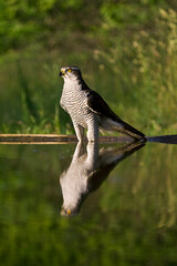Havik, Northern Goshawk, Accipiter gentilis