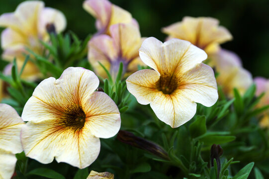 yellow blooming cascading petunia close up
