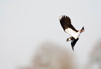 Kievit, Northern Lapwing, Vanellus vanellus