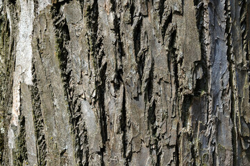 Bark of an old tree for texture background.