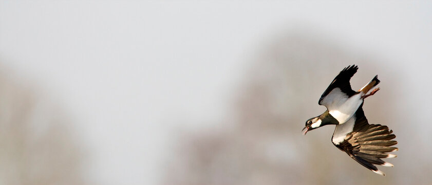 Kievit, Northern Lapwing, Vanellus vanellus