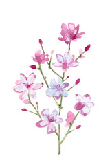 Fototapeta na wymiar simple sketching of twig with pink flowers and buds on white background. watercolor painting