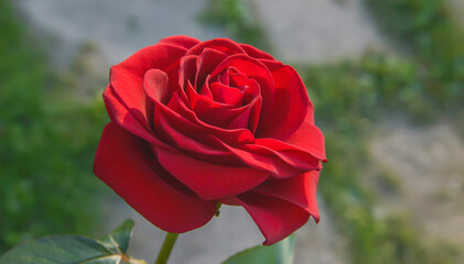 Rose Petals Background