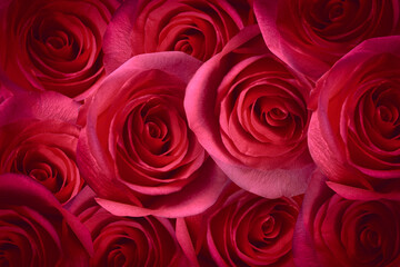 Rose Petals Background