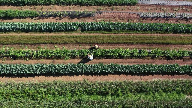 Distant overhead aerial view of two men wearing straw hats picking swiss chard on a farm in morning light.
