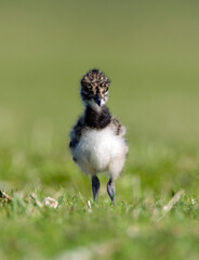 Kievit, Northern Lapwing, Vanellus vanellus