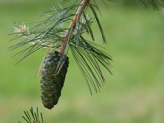 pine cones on a branch