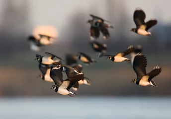 Fotobehang Northern Lapwing, Kievit, Vanellus vanellus © AGAMI