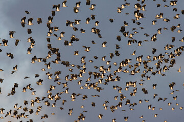 Northern Lapwing, Kievit, Vanellus vanellus