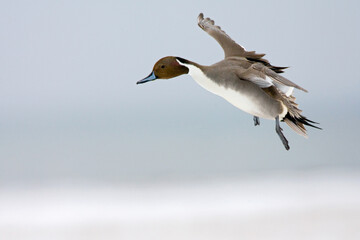 Northern Pintail, Pijlstaart, Anas acuta