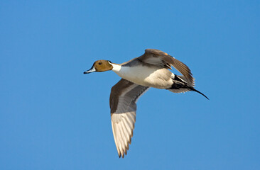 Northern Pintail, Pijlstaart, Anas acuta