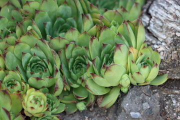 close up of plant