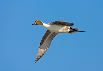 Northern Pintail, Pijlstaart, Anas acuta